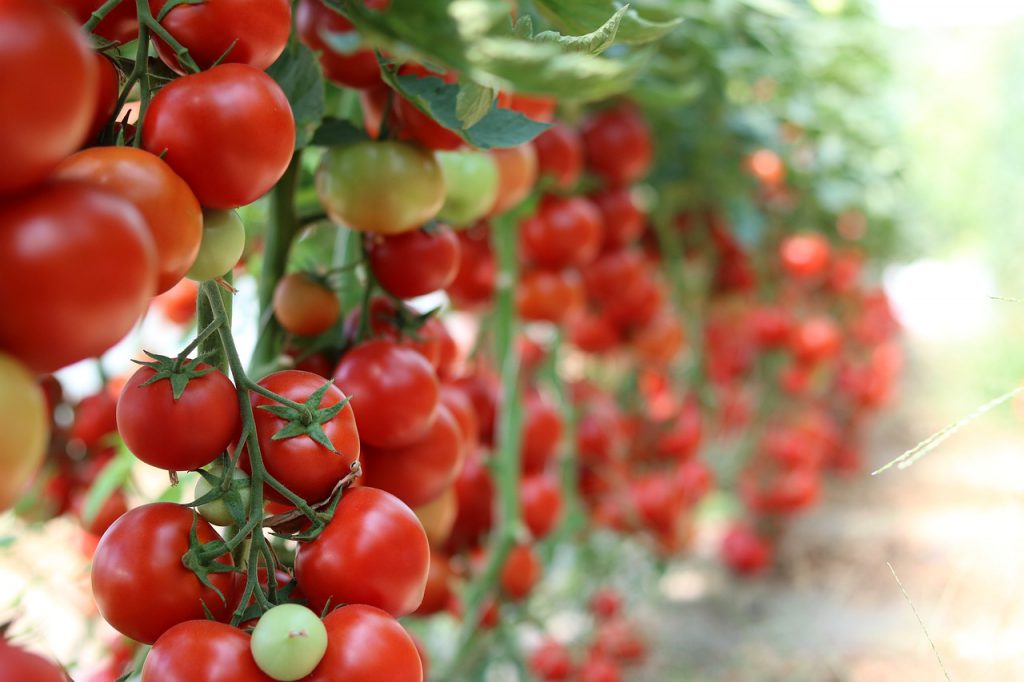 Espace_tomate