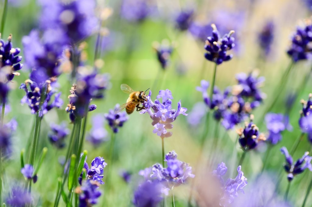 La lavande attire les abeilles