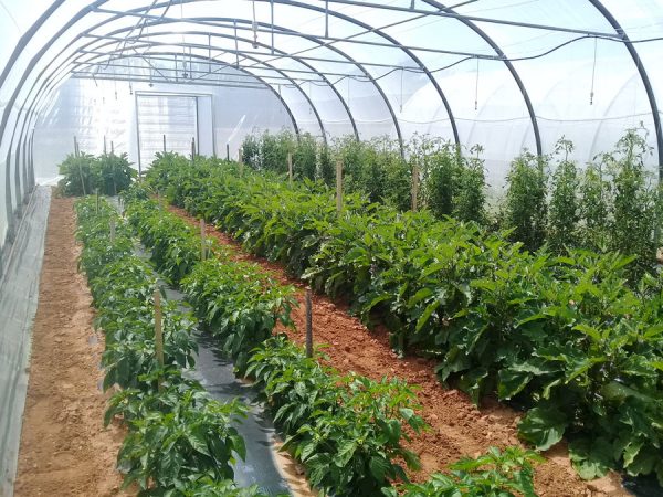 Culture de poivrons et tomates sous serre