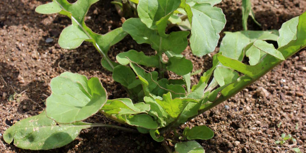 roquette