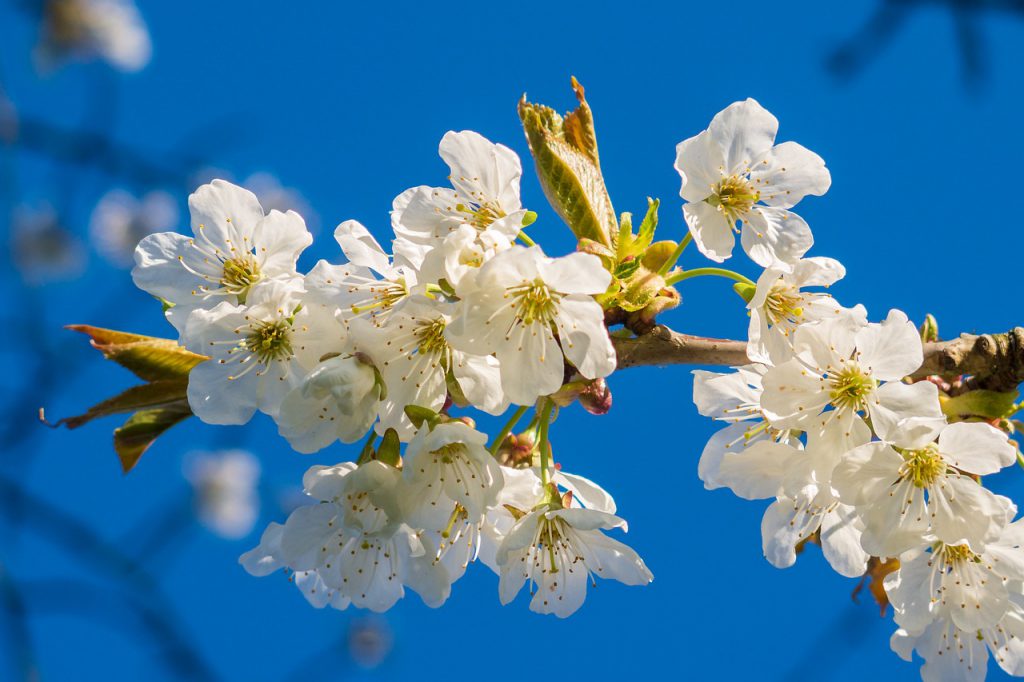 fleurs en cuisine