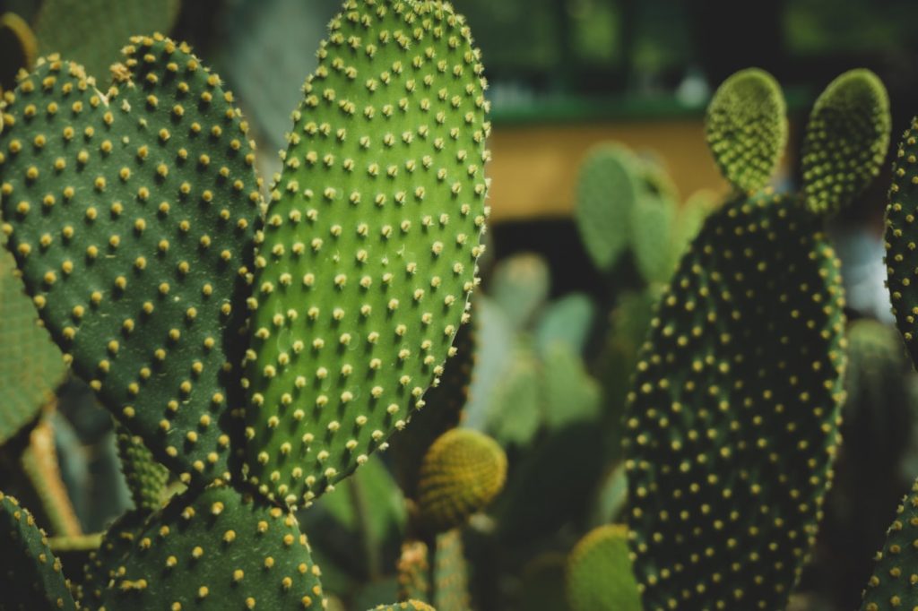 Cactus