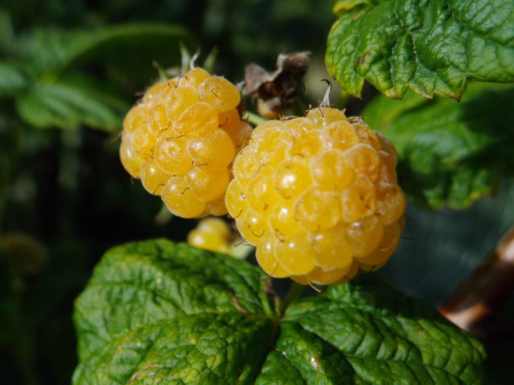framboises jaunes