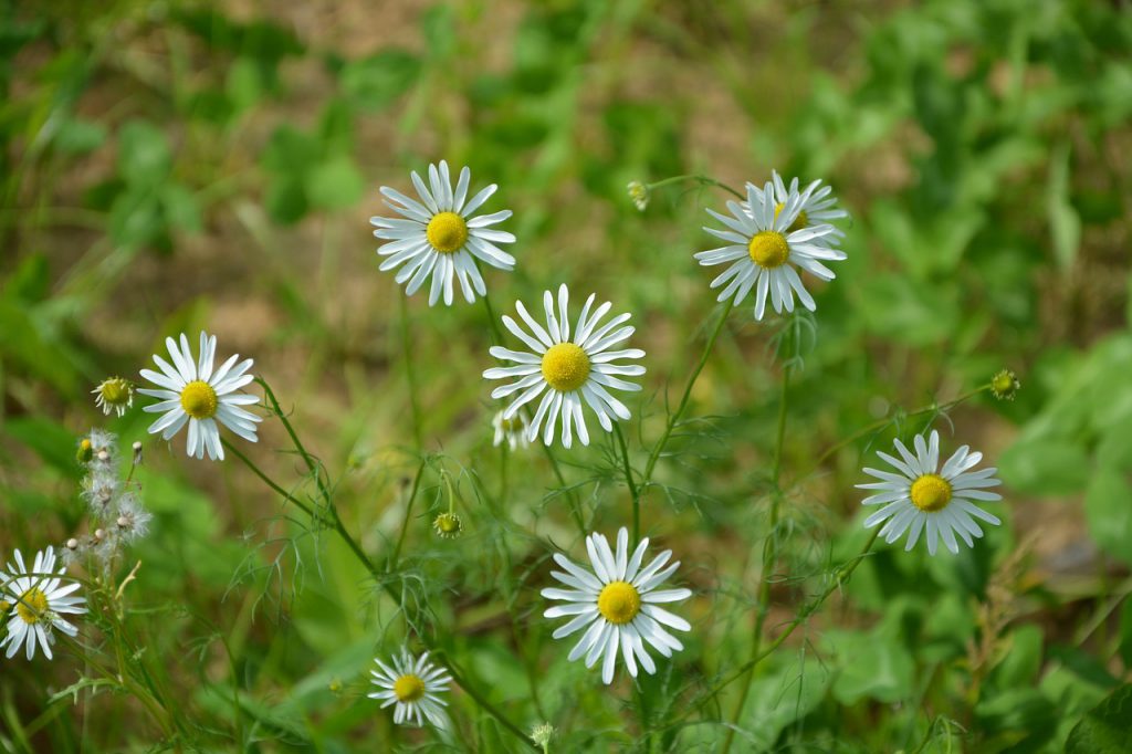 fleurs en cuisine
