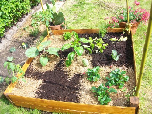 Paillage_potager
