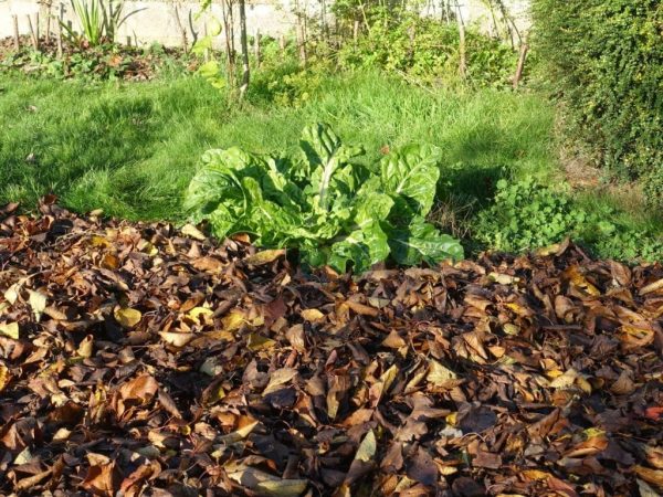 Paillage aux feuilles mortes