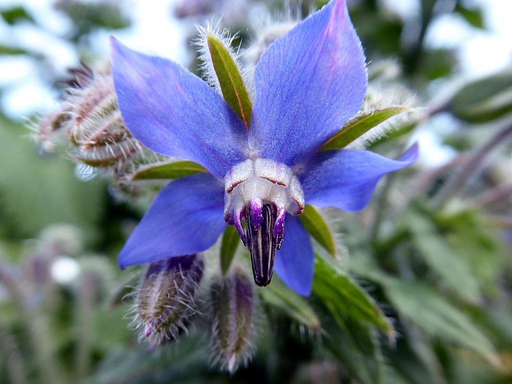 fleurs en cuisine