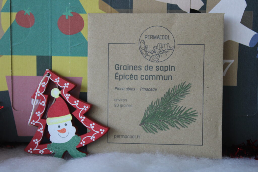 Graines de sapin épicéa commun 