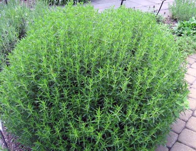buisson_sarriette