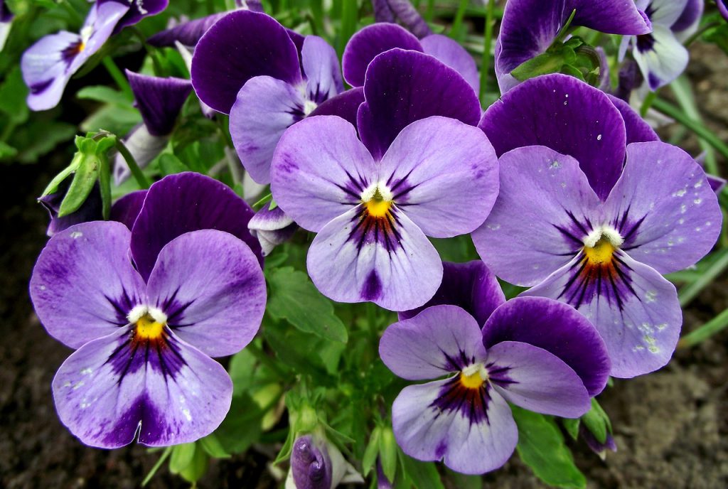 fleurs en cuisine