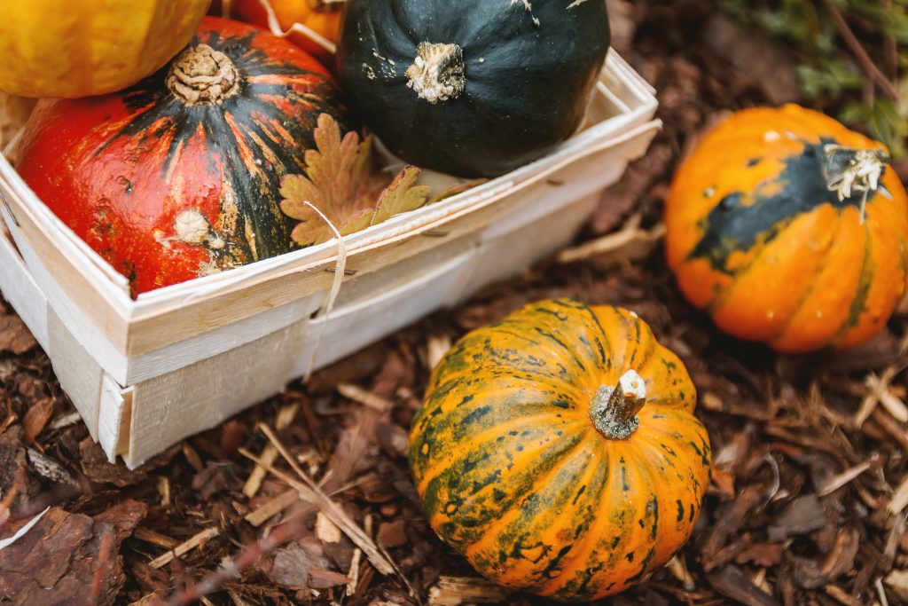 Quand et comment récolter les courges ?