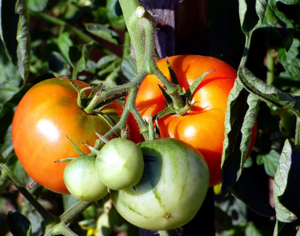tomates