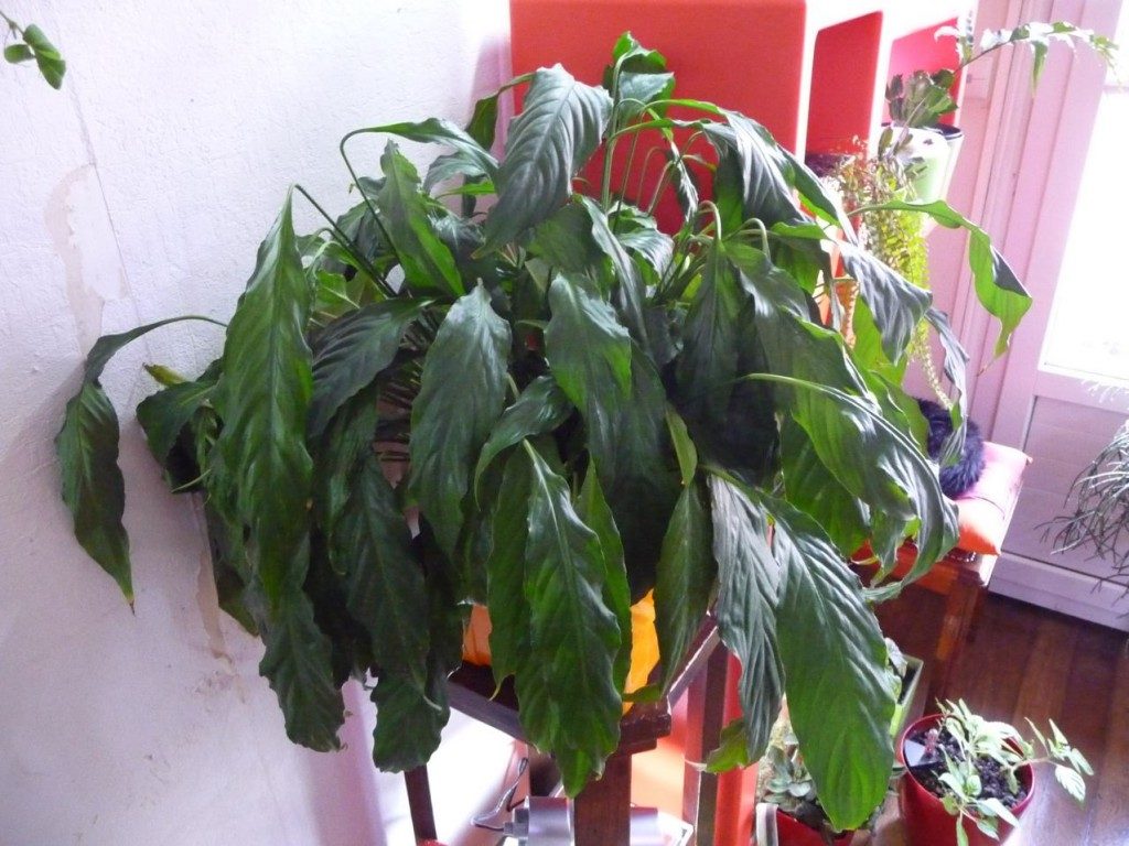 Canicule potager