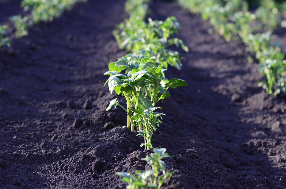 5 bonnes raisons d'avoir un potager 2