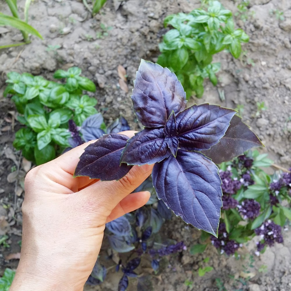 basilic pourpre