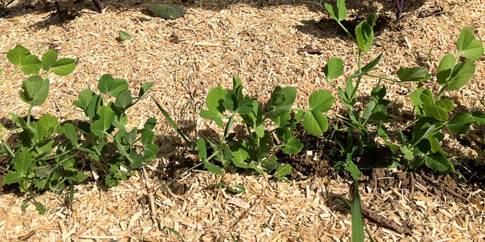 paillage potager