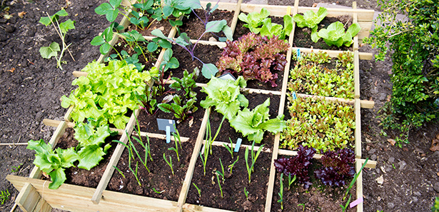 compagnonnage-potager