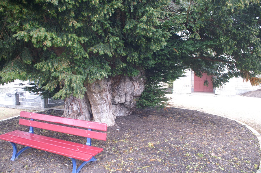 If arbre