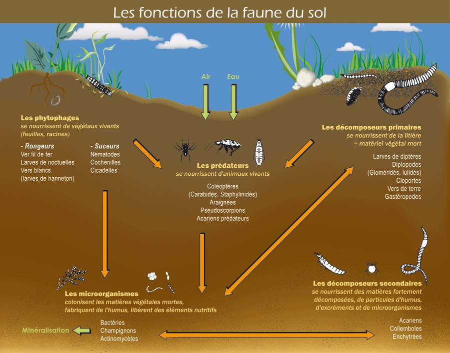 Fonctionnement de la vie du sol