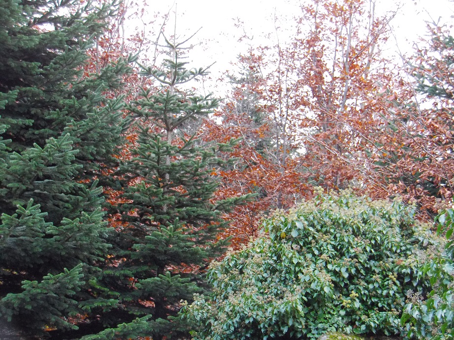 sapins huelgoat