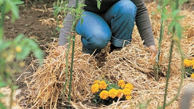 paillage-potager