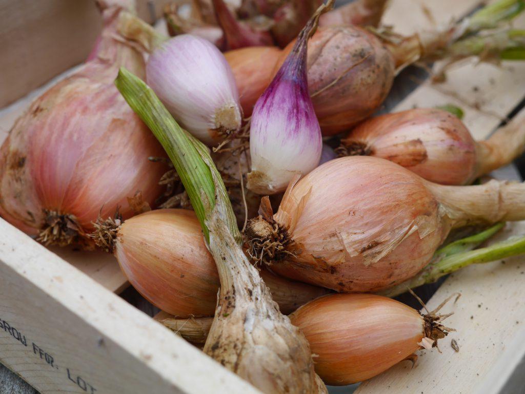 echalote et oignon secs