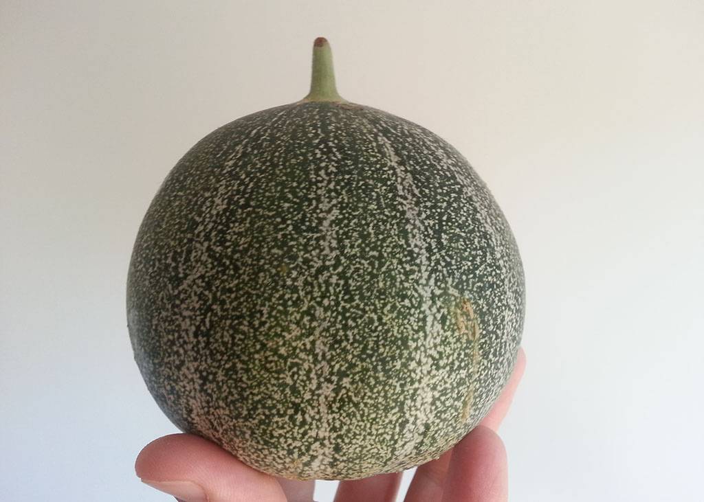 cucumis-melo-l