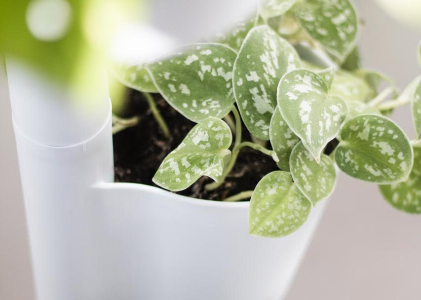 jardiniere-avec-plantes-pothos