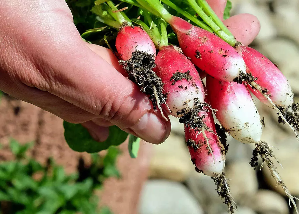 radis-long-flamboyant2-bio