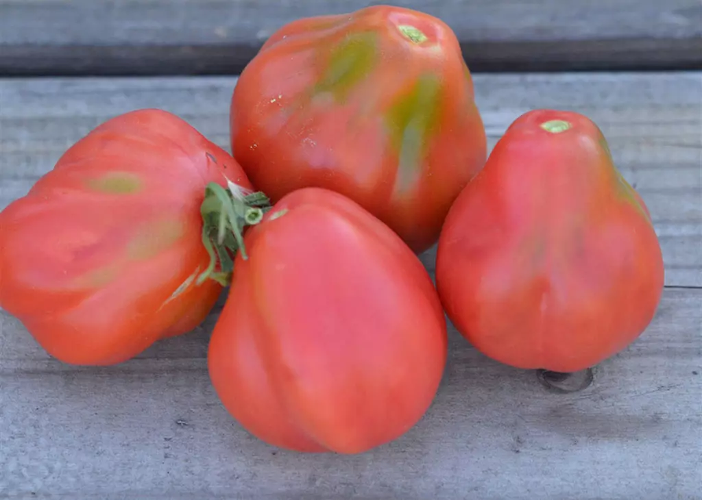 tomate-tlacolula