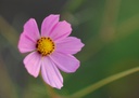 cosmos-bipinnatus-bio