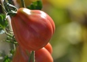 tomate-tlacolula-mure