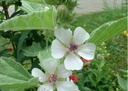 Guimauve officinale DL