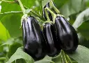 aubergine-black-beauty-variete-ancienne