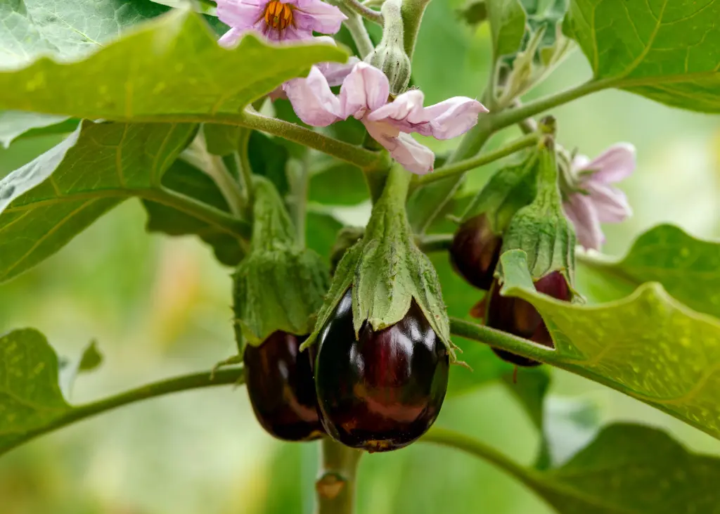 solanum-melongena-L