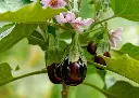 solanum-melongena-L