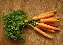 graines-daucus-carotta