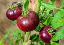 Tomate indigo blue beauty bio