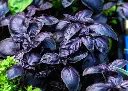 Basilic rouge bio
