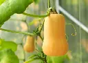Courge musquée Butternut bio