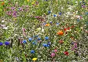 Mélange mellifère pour abeilles bio