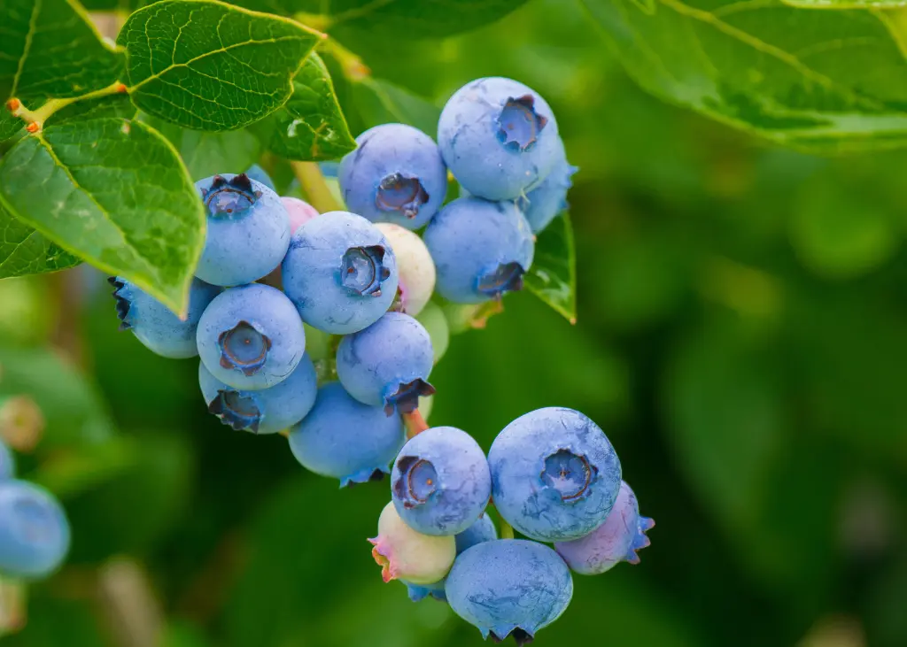 Myrtillier arbustif AB