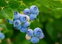 Myrtillier arbustif AB