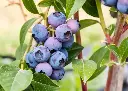 Myrtillier arbustif AB