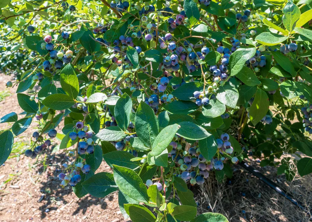 Myrtillier arbustif AB