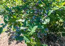 Myrtillier arbustif AB