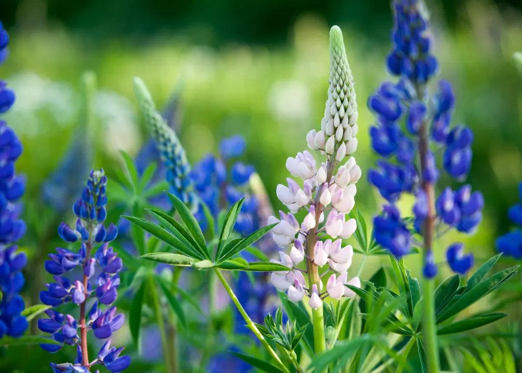 Lupin Bleu AB