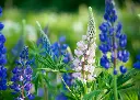 Lupin Bleu AB