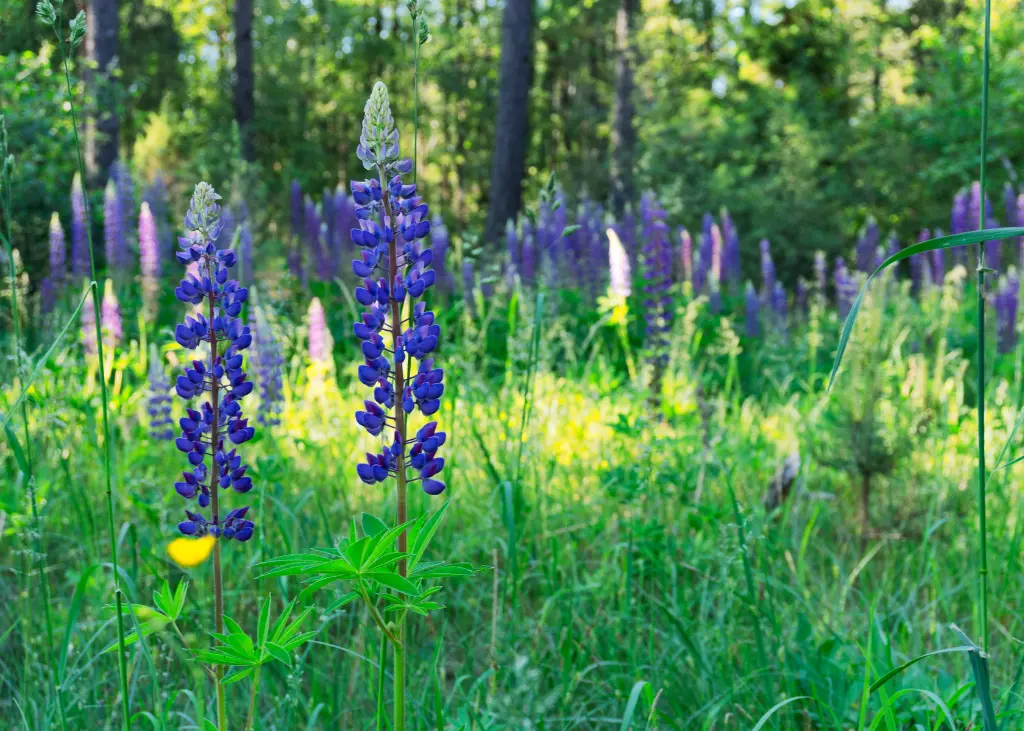 Lupin Bleu AB