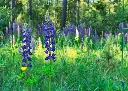 Lupin Bleu AB